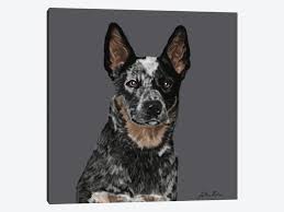 Lonerun acd's is situated just north of adelaide in south australia. Australian Cattle Dog Canvas Art Print By Vicki Newton Icanvas