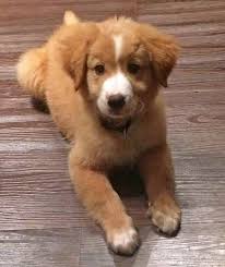 The golden retriever husky mix (aka goberian or golden husky) is a great example. Jackson The Border Collie Labrador Retriever Mixed Labrador Retriever Mix Puppies Mixed Breed Dogs