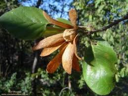 Image result for Monotes hypoleucus