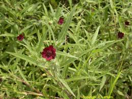 Image result for Aspilia kotschyi