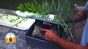 How To Grow Green Onions The Ultimate Hack Diy Hydroponics Youtube