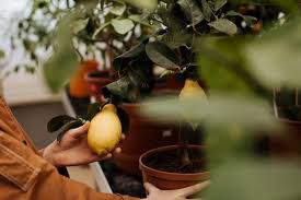 Evde limon ağacı, saksıda limon ağacı yetiştirebilirsiniz. Evde Limon Agaci Nasil Yetistirilir Hayat Bilgileri
