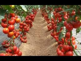 Wow Amazing Agriculture Technology Strawberry Youtube Tomato Farming Vegetable Harvest Growing Vegetables