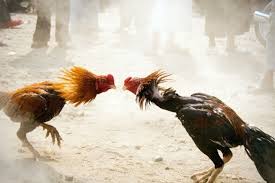 Ayam bangkok memang s… baca selengkapnya gambar ayam philipina / ayam filipina: Tak Masuk Akal Namun Nyata Seekor Ayam Membunuh Seorang Polisi Di Filipina Dengan Sebilah Pisau Saat Hendak Diamankan Bagimana Kisahnya