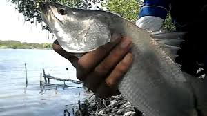 Ikan ini bisa tumbuh besar sampai 170 cm atau lebih, dengan berat smapai 50kg. Bulan Musim Ikan Kakap Putih Yang Wajib Anda Ketahui Hobi Mancing