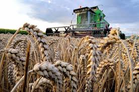 هذه سنابل القمح يا سامي ،انها مليئة بالحبوب التي نطحنها ونصنع منها الخبز والكعك. ØµÙˆØ± Ù…Ø²Ø§Ø±Ø¹ Ø§Ù„Ù‚Ù…Ø­ Ø±ÙˆØ¹Ø© Ø­Ù‚ÙˆÙ„ Ø§Ù„Ø°Ù‡Ø¨ Ø§Ù„Ø§ØµÙØ± ØµÙˆØ±ÙŠ