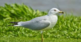 Birds Native To Oklahoma Birding And Bird Watching In Oklahoma Travelok Com Oklahoma S Official Travel Tourism Site Bird Watching Bird Species Travel And Tourism