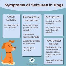 Check spelling or type a new query. Signs Of Petit Mal Seizure In Dogs