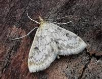 Image result for Anania perlucidalis