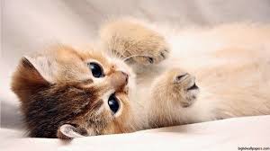 Photo Chaton Fond D Ecran Photo De Chat Chaton Mignon Photo Chat Photo De Chaton