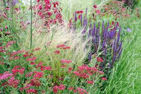 Image result for Polystachya tenuissima