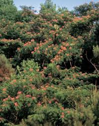 The foliage and flowers provide a tropical effect. Albizia Julibrissin
