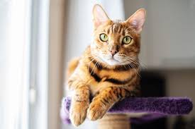 Image result for adorable cat