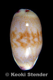 Image result for Clutia paxii