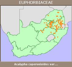 Image result for Acalypha caperonioides