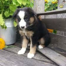Many breeds of puppies for sale in malaysia , some are sold cheap. Malaysia Australian Shepherd Puppy For Sale In Baltic Oh Happy Valentines Day Happyvalentinesday2016i