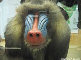 Image result for Trachyphrynium braunianum