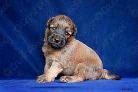 En conséquence, même très doux, un shampooing pour humain se révélera trop agressif pour la peau. Irish Doux Enrobe De Ble Terrier Est Une Race De Stock Photo Crushpixel