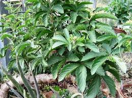 Image result for Cyphostemma lanigerum