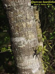 Image result for Ficalhoa laurifolia