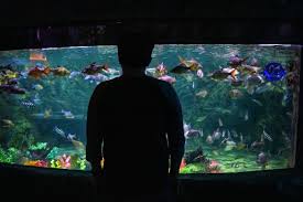 Tanaman hias aquarium ini dapat digunakan sebagai karpet aquarium yang alami, tempat tinggal atau sembunyi ikan, dan sebagai penyeimbang lingkungan aquarium. Melihat Hiu Makan Di Seaworld Ancol Ariefpokto Com