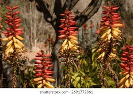 Image result for Aloe lutescens