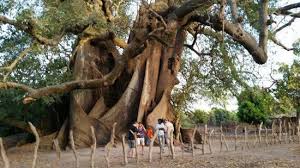 Sacred tree in southeast Senegal