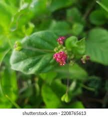Image result for Boerhavia coccinea