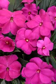 Image result for Impatiens stuhlmannii