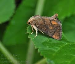 Image result for Apoda limacodes