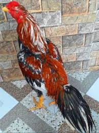 Telur ayam berwarna biru belakangan sudah lebih dikenal masyarakat setelah peternak mencari variasi keturunan yang dihasilkan dari perkawinan silang antara. Apa Itu Ayam Bangkok Jenis Jenis Sejarah Dan Asal Usulnya Mix Artigo Daily Mix Article