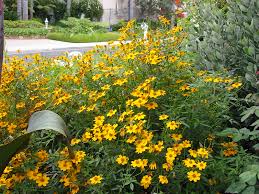 Image result for tagetes)