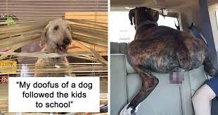 Top funny pic download for whatsapp, instagram and facebook profile picture from korean comedy movies. 50 Hilarious Pets That Got Shamed In This Facebook Group For Being Naughty Bored Panda