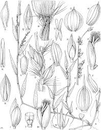 Image result for Poecilostachys