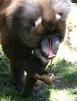 Bu·nga1 n 1 bagian tumbuhan yang akan menjadi buah, biasanya elok warnanya dan harum baunya; Monyet Dukun Wikipedia Bahasa Indonesia Ensiklopedia Bebas