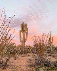 Sara Rich Combs Thejoshuatreehouse Instagram Photos And Videos Desert Aesthetic Aesthetic Wallpapers Picture Collage Wall
