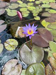 Image result for Nymphaea maculata