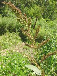 Image result for Echinochloa
