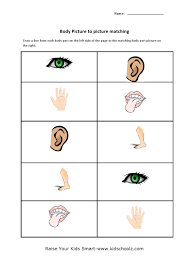 Body parts and five senses. Human Body Parts Matching Worksheets Kidschoolz