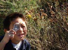 Kimball Elementary in National City: Biodiversity Hotspot?