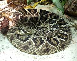 List Of Fatal Snake Bites In The United States Wikipedia