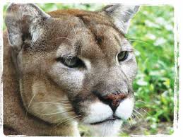 2011 Annual Report of Center for Biological Diversity