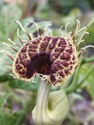 Image result for Aristolochia heppii