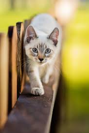 Creative Cat Outdoor Photography Ideas Best Pet Photoshoot Poses And Natural Lighting In 2020 Cat Photography Christmas Pet Photos Holiday Pet Photos