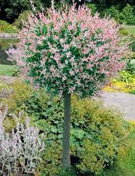 Hakuro Nishiki Willow Prairie Rose Greenhouse Nursery Dappled Willow Tree Dwarf Trees For Landscaping Landscaping Trees