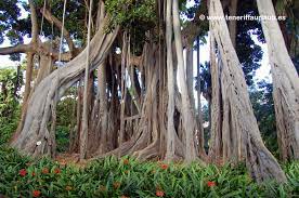 Der botanische garten befindet sich im norden von teneriffa, in puerto de la cruz. El Botanico Der Botanische Garten Reisefuhrer Teneriffa