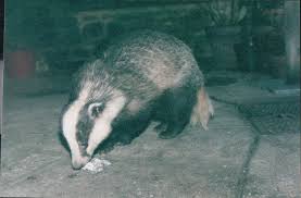 My Badger Visitors Dach