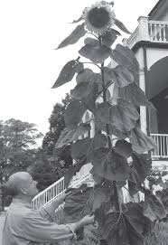 Stately stock with enormous flower heads. Giant Russian Mammoth Sunflower Columbia Star