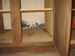 black mold from kitchen sink leak in