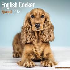 Cocker Spaniel Calendar English Cocker Spaniel Dog Breed Calendars 2020 2021 Wall Calendars 16 Month By Avonside Megacalendars 9781785808739 Amazon Com Books